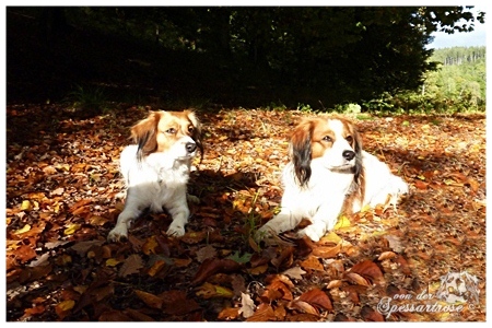 Kooikerhondje von der Spessartrose