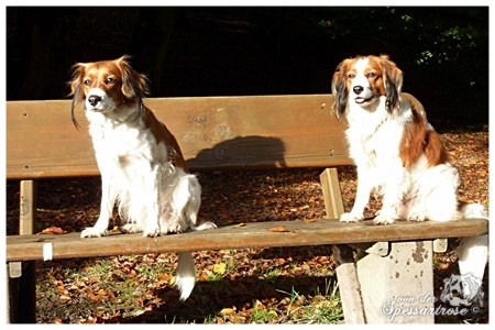 Kooikerhondje von der Spessartrose