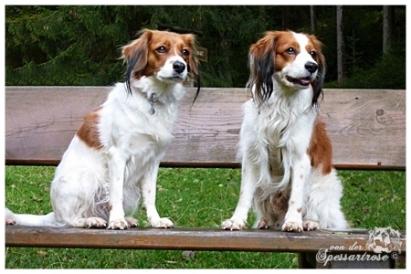 Kooikerhondje von der Spessartrose