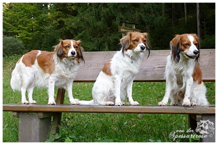 Kooikerhondje von der Spessartrose