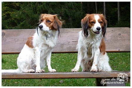 Kooikerhondje von der Spessartrose