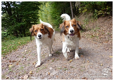 Kooikerhondje von der Spessartrose