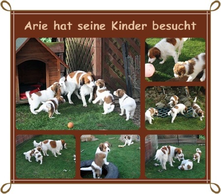 Kooikerhondje von der Spessartrose