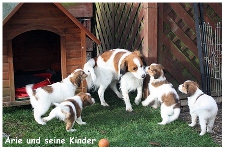 Kooikerhondje von der Spessartrose