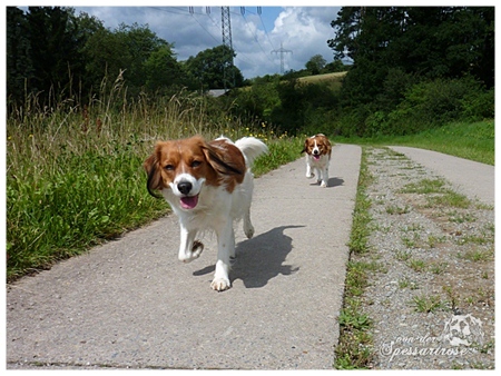 Kooikerhondje von der Spessartrose