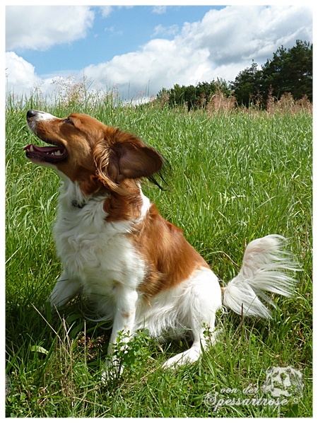 Kooikerhondje von der Spessartrose