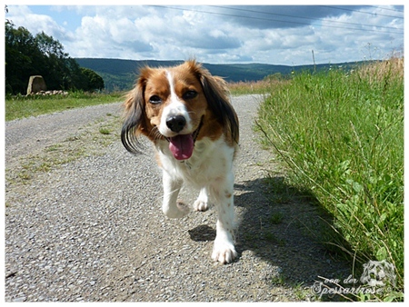 Kooikerhondje von der Spessartrose