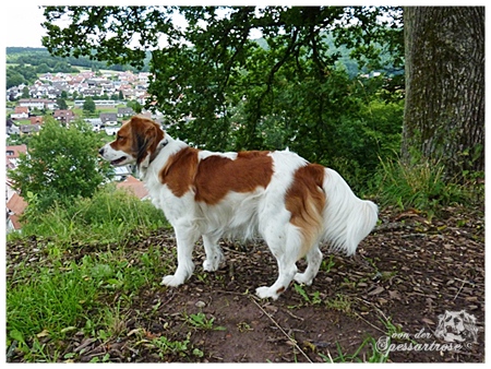 Kooikerhondje von der Spessartrose