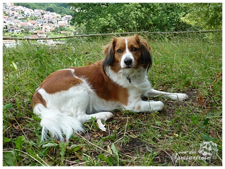 Kooikerhondje von der Spessartrose