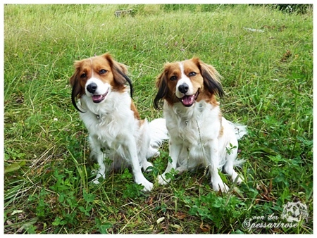 Kooikerhondje von der Spessartrose