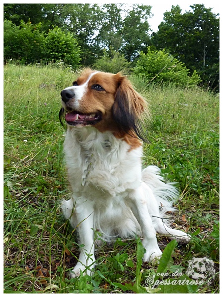 Kooikerhondje von der Spessartrose