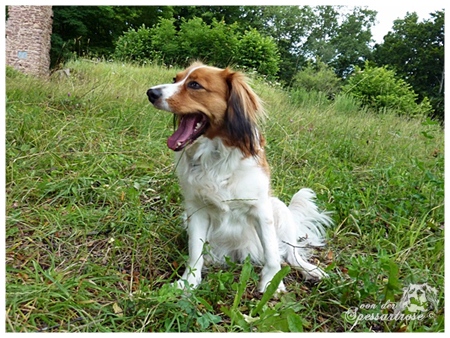 Kooikerhondje von der Spessartrose