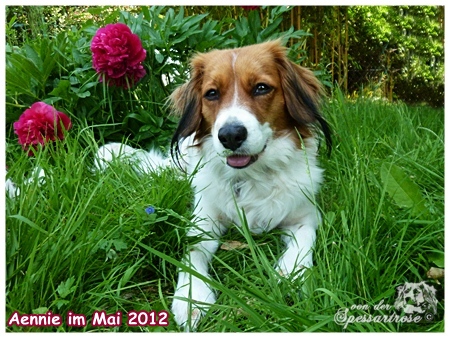 Kooikerhondje Aennie Comtesse von der Spessartrose