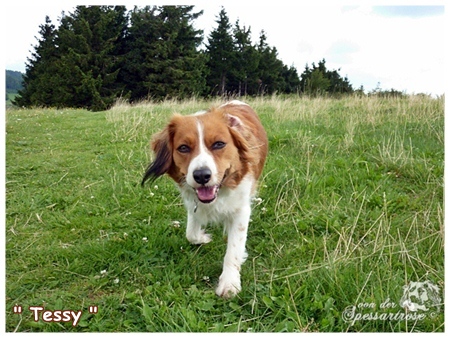 Kooikerhondje von der Spessartrose ( Rhön )