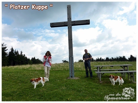 Kooikerhondje von der Spessartrose ( Rhön)