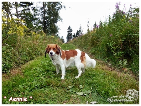 Kooikerhondje von der Spessartrose / Rhön