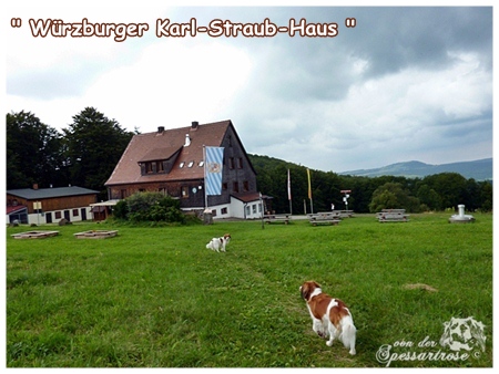 Kooikerhondje von der Spessartrose / Rhön