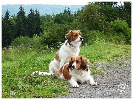 Kooikerhondje von der Spessartrose / Rhön