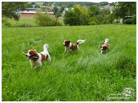 Kooikerhondje von der Spessartrose