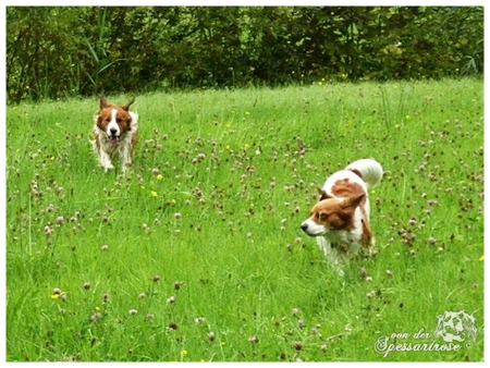 Kooikerhondje von der Spessartrose