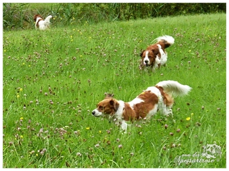 Kooikerhondje von der Spessartrose