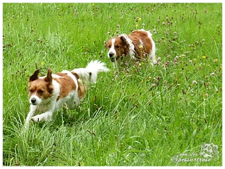 Kooikerhondje von der Spessartrose