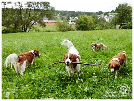 Kooikerhondje von der Spessartrose