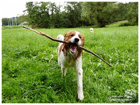 Kooikerhondje von der Spessartrose