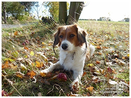 Kooikerhondje von der Spessartrose / Spessartbogen