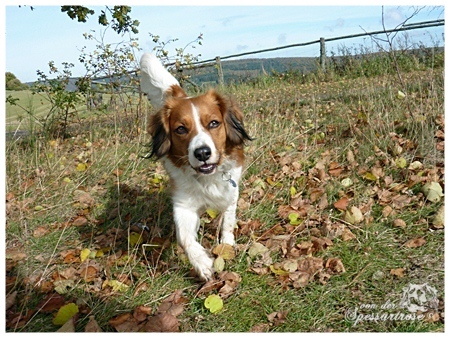 Spessartbogen