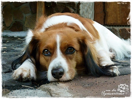 Kooikerhondje von der Spessartrose