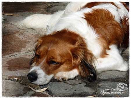 Kooikerhondje von der Spessartrose