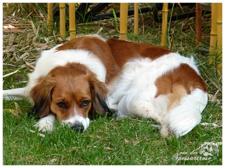 Kooikerhondje von der Spessartrose