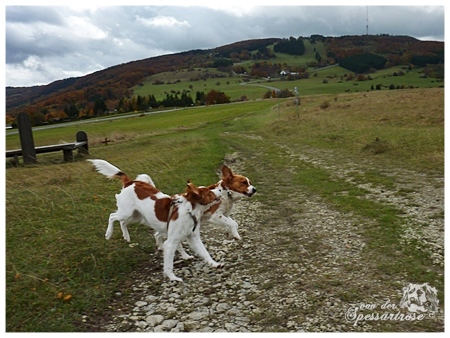 Kooikerhondje von der Spessartrose