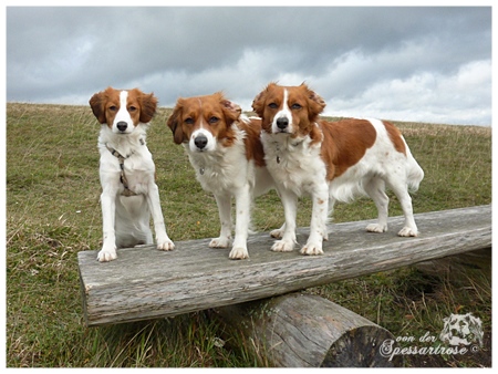 Kooikerhondje von der Spessartrose