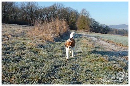 Kooikerhondje von der Spessartrose