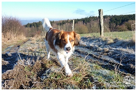 Kooikerhondje von der Spessartrose