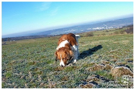 Kooikerhondje von der Spessartrose