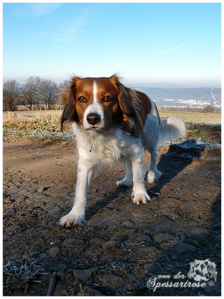 Kooikerhondje von der Spessartrose