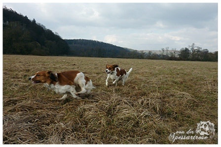 Kooikerhondje