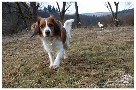 Kooikerhondje Tessy