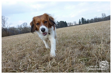 Kooikerhondje Aennie