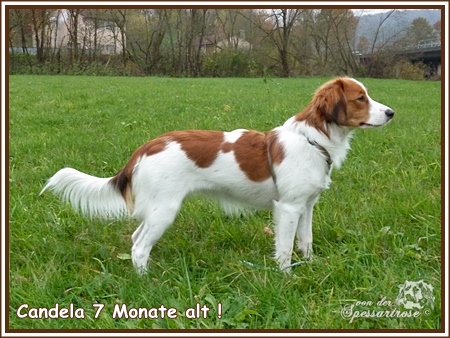 Kooikerhondje von der Spessartrose