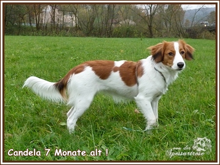 Kooikerhondje von der Spessartrose