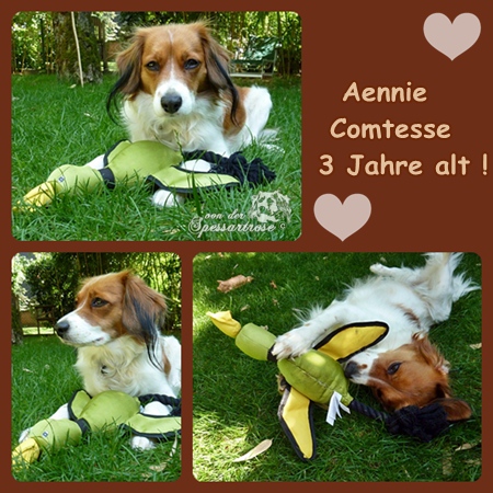 Kooikerhondje von der Spessartrose