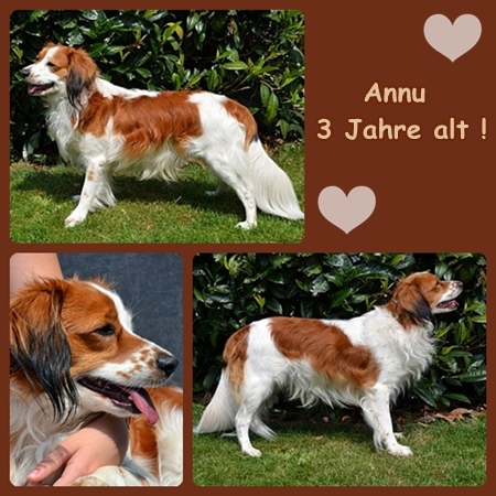 Kooikerhondje von der Spessartrose