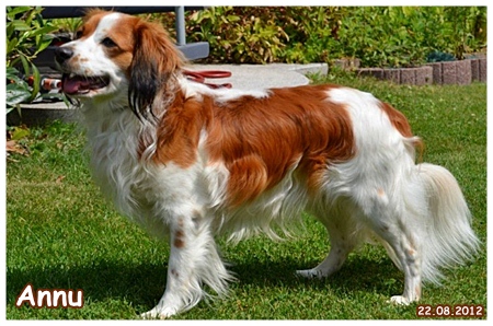 Kooikerhondje von der Spessartrose