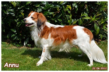 Kooikerhondje von der Spessartrose