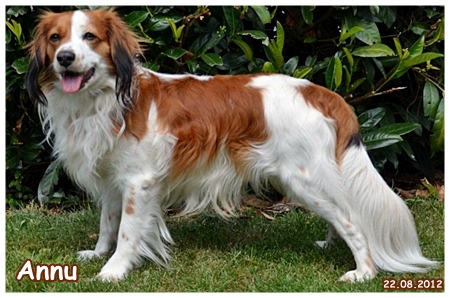 Kooikerhondje von der Spessartrose