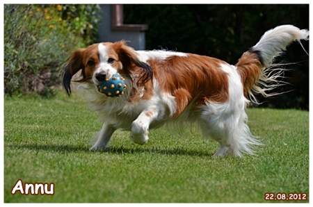 Kooikerhondje von der Spessartrose